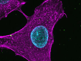 Virus al super microscopio: come i virus influenzali comunicano con le cellule