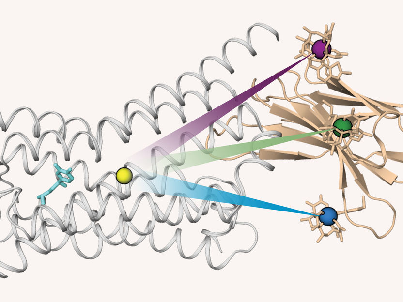 GPS für Proteine: Beobachtung von Zellrezeptoren in Aktion - Orientierungshilfe für Arzneimittel-Entwicklung