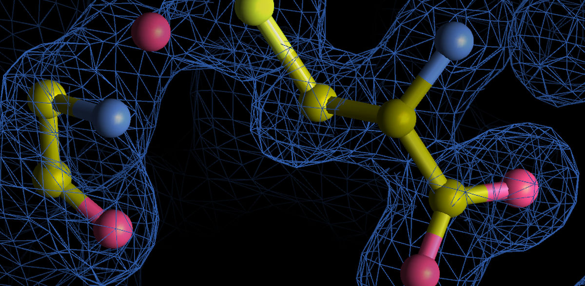 Sophia Bazzi (structural data from the Protein Data Bank, visualization using Coot software)