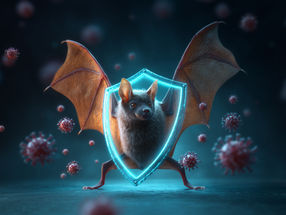 Unlocking the secrets of bat immunity