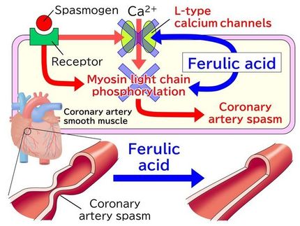 A natural compound found in rice and coffee may help relax heart arteries