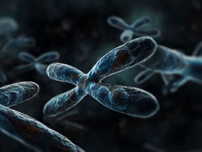 O cromossoma X silencioso desperta com a idade - Nova explicação para as diferenças entre os sexos nas doenças relacionadas com a idade