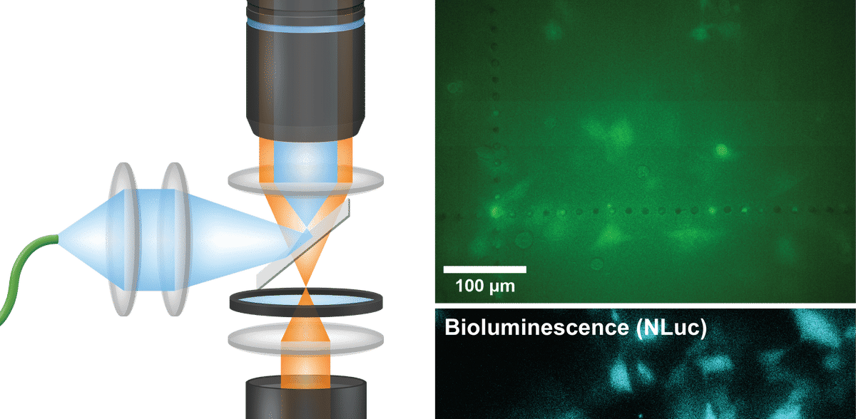 Un nuovo microscopio mette a fuoco le cellule incandescenti