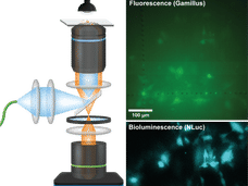 Un nouveau microscope met en évidence les cellules lumineuses