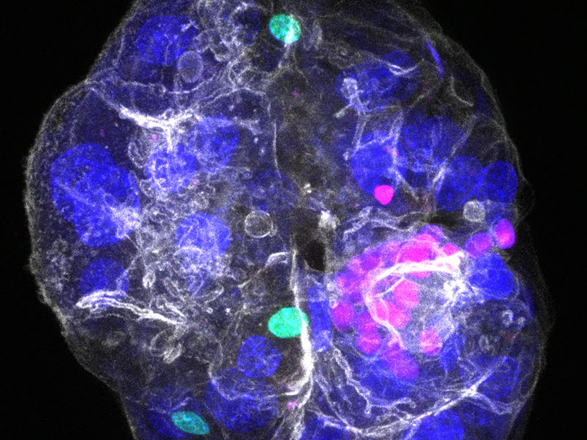 © Anna M. Dowbaj, Aleksandra Sljukic et al. Nature (2025) / MPI-CBG