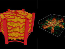 A Chip with Natural Blood Vessels
