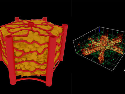 A Chip with Natural Blood Vessels