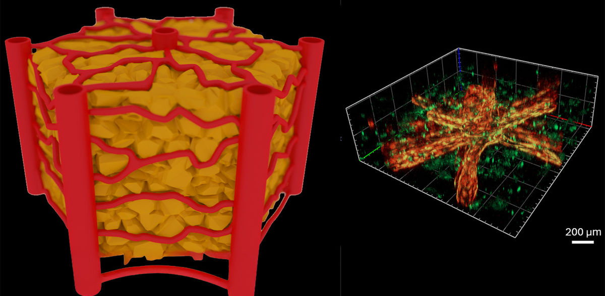Un chip con vasi sanguigni naturali