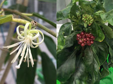 Deux espèces de plantes inventent la même substance chimiquement complexe et médicalement intéressante