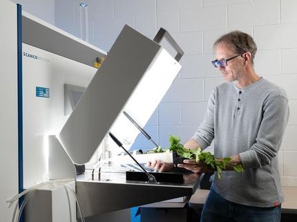 Una pianta resistente alla siccità promette bene per la produzione alimentare futura, secondo uno studio