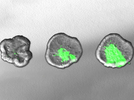 Mini-organi coltivati rivelano le armi dei batteri aggressivi