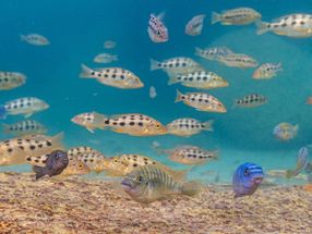 Wie „Supergene“ bei Fischen helfen, neue Arten zu entwickeln
