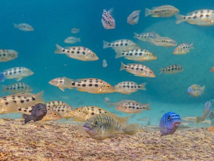 Comment les "supergènes" des poissons contribuent au développement de nouvelles espèces