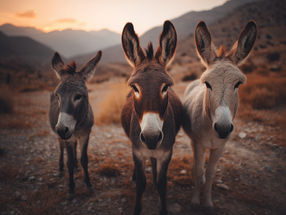 Can donkeys protect us from ticks?