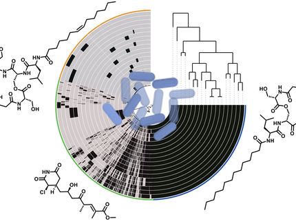 Sur les traces d'une bactérie extrêmement adaptative