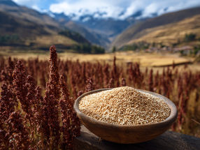 Quinoa meets AI: New climate-resilient varieties for the Peruvian highlands