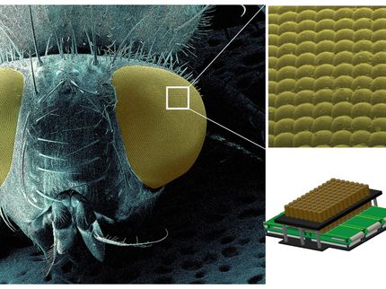 Un nouveau microscope 96 fois plus rapide : regarder les cellules immunitaires courir