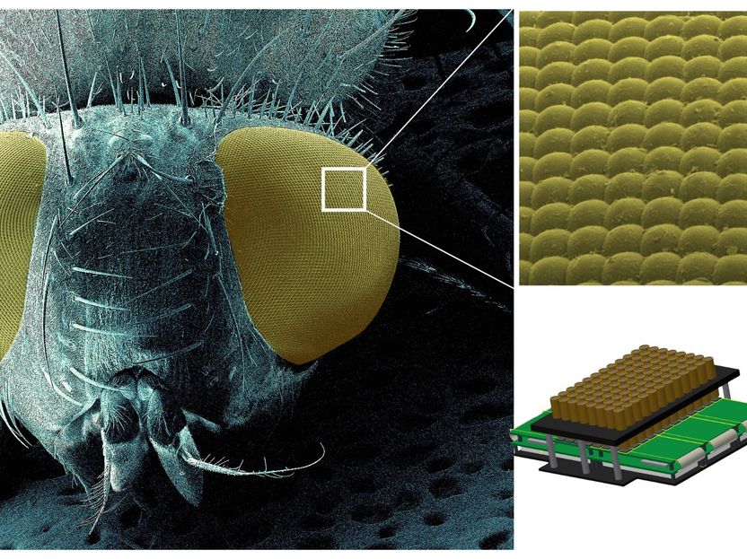 New microscope 96 times faster: watching immune cells race - shoot 384 films simultaneously