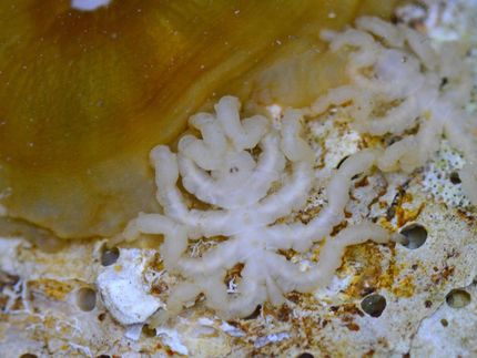 Cosa rivela il genoma dei ragni marini sulla loro bizzarra anatomia