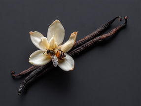 La crisis climática podría separar a las plantas silvestres de vainilla de los insectos polinizadores, amenazando el suministro mundial
