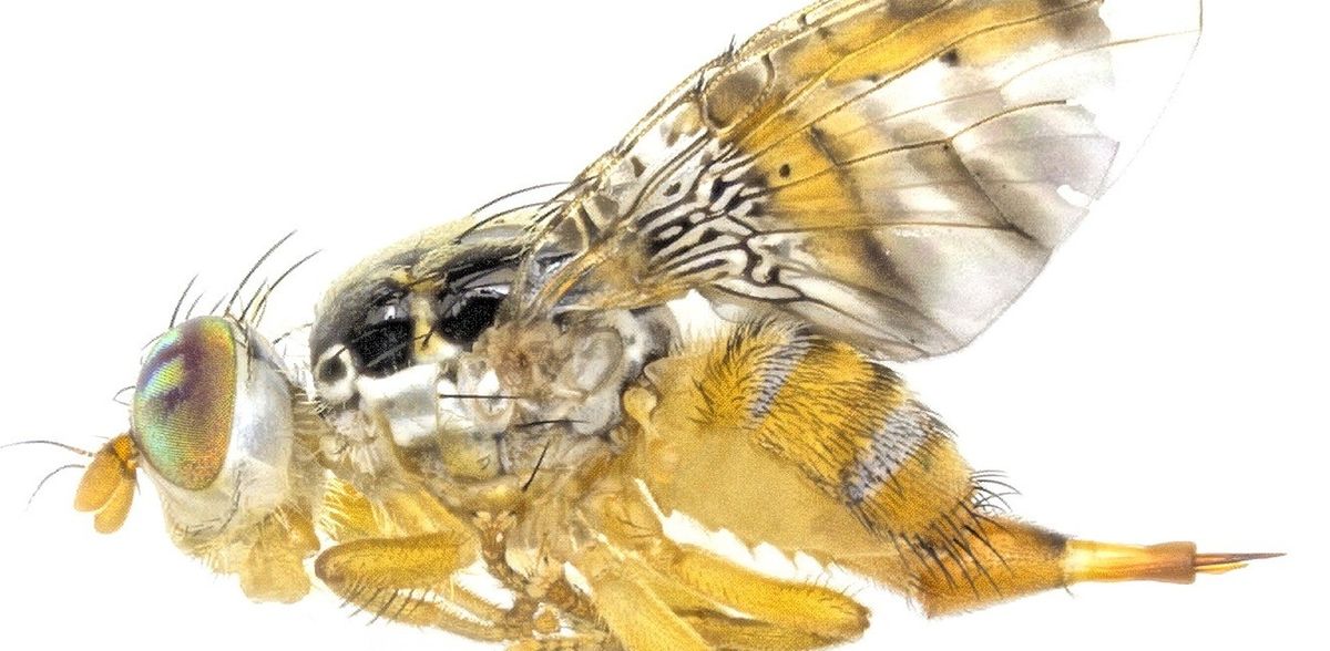 Un team di ricerca ha raggiunto una svolta nel controllo ecologico dei parassiti invasivi