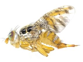 Un team di ricerca ha raggiunto una svolta nel controllo ecologico dei parassiti invasivi