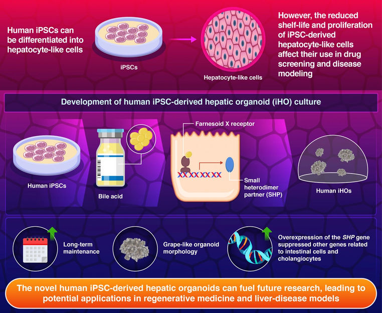 Shimizu et al. (2025) | Cell Reports
