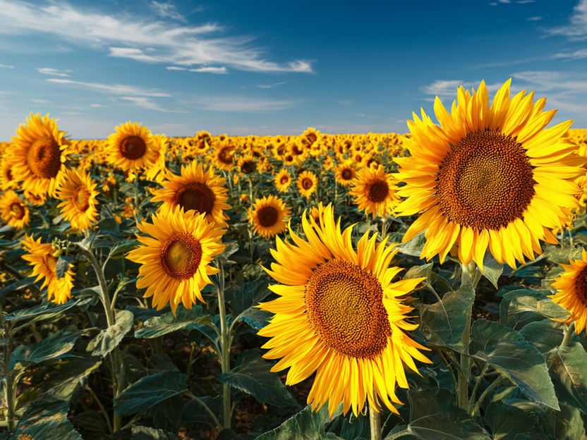 Carbon Farming: Agribusiness Corporations Foster False Hopes