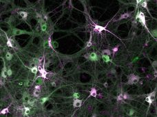 Untersuchung der Kinaseaktivität in lebenden Zellen: Wissenschaftler bauen molekulares Aufzeichnungsgerät