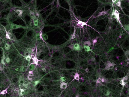 Untersuchung der Kinaseaktivität in lebenden Zellen: Wissenschaftler bauen molekulares Aufzeichnungsgerät