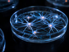 Plus de 400 types différents de cellules nerveuses ont été cultivés, soit beaucoup plus que jamais auparavant