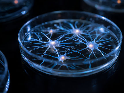 Plus de 400 types différents de cellules nerveuses ont été cultivés, soit beaucoup plus que jamais auparavant