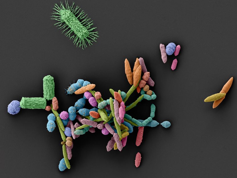 Unexpected side-effect: how common medications clear the way for pathogens - Many non-antibiotics weaken the natural protective function of the intestine – with consequences for the colonization with pathogenic bacteria