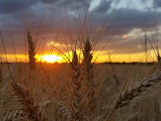 La rivoluzione olobiontica: come il grano sta diventando più resistente al clima grazie alla selezione delle piante basata sulla natura e all'apprendimento automatico