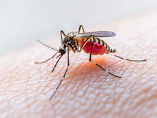 Oropouche-Virus: nuovo rischio per l'Europa?