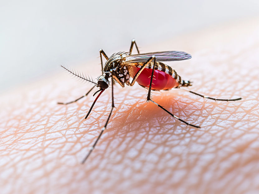 Oropouche-Virus : nouveau risque pour l'Europe ? - Cinq espèces de moustiques sous surveillance