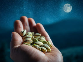 El consumo nocturno de pistachos puede modificar el microbioma intestinal en adultos prediabéticos