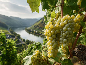 Weinlese 2025: Blick in die Weinberge stimmt optimistisch