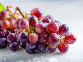 A investigação sugere que as uvas frescas são um superalimento
