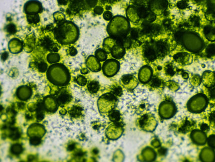 Como são produzidos os ácidos gordos ómega 3 a partir de microalgas