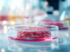 En passe de produire de meilleurs hamburgers cultivés en laboratoire