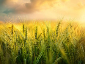 Erstmals allergieauslösende Proteine in Gerste exakt gemessen
