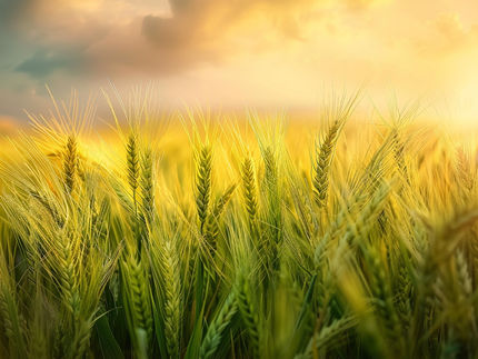 Por primera vez se miden con precisión las proteínas alergénicas de la cebada