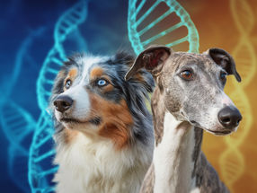 Genetic defect makes dogs more sensitive to some veterinary medicines