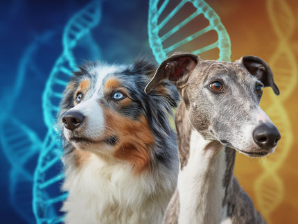 Defeito genético torna os cães mais sensíveis a alguns medicamentos veterinários
