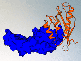 New method to design custom protein binder