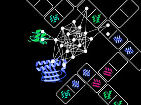 Domino spielen: Wie aus passend zusammengefügten Einzelteilen ein künstliches Protein entsteht