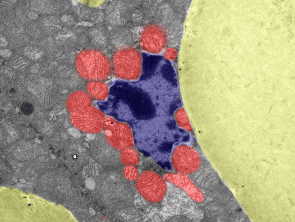 Au-delà de la signalisation classique du stress : comment le stress mitochondrial ramollit le noyau cellulaire et modifie l'identité cellulaire