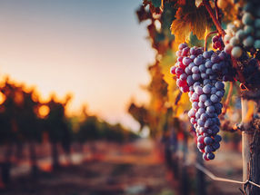 Grand Prix du Vin Suisse 2025: 468x Gold, 442x Silber und 90 nominierte Weine