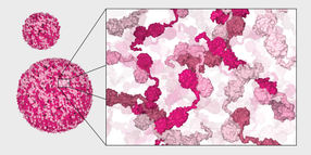 Researchers discover previously unknown "mini-factories" for protein folding